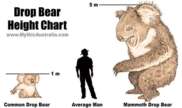 image from https://mythicaustralia.com/drop-bear-size-chart/